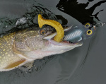 Esox Inc Titan Esox Inc Titan